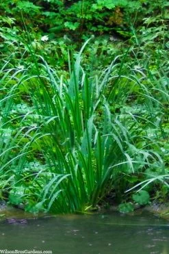 American Sweet Flag (Acorus Americanus) - 6 Pack Of 1 Gallon Pots