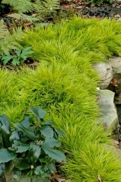 Dwarf Golden Sweet Flag - Acorus Gramineus 'Minimus Aureus' - 18 Count Flat Of Pint Pots -Garden & Outdoor Sale Shop acorus gramineus minnimus aurea dwarf golden sweet flag 101 1