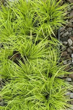 Dwarf Golden Sweet Flag - Acorus Gramineus 'Minimus Aureus' - 18 Count Flat Of Pint Pots -Garden & Outdoor Sale Shop acorus gramineus minnimus aurea dwarf golden sweet flag 105 1