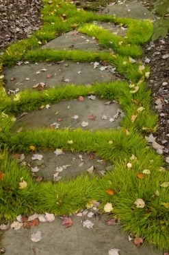 Dwarf Golden Sweet Flag - Acorus Gramineus 'Minimus Aureus' - 18 Count Flat Of Pint Pots -Garden & Outdoor Sale Shop acorus gramineus minnimus aurea dwarf golden sweet flag 106 1