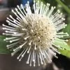 Adina Rubella Buttonbush - 3 Gallon Pot -Garden & Outdoor Sale Shop adina rubella chinese buttonbush 1
