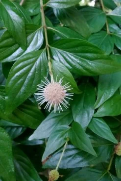 Adina Rubella Buttonbush - 3 Gallon Pot -Garden & Outdoor Sale Shop adina rubella chinese buttonbush 2