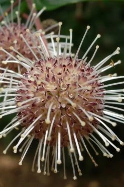 Adina Rubella Buttonbush - 3 Gallon Pot -Garden & Outdoor Sale Shop adina rubella chinese buttonbush 4