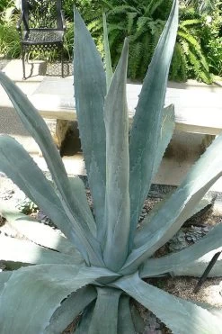 American Agave (Century Plant) - 3 Gallon Pot -Garden & Outdoor Sale Shop agave americana centrury plant 1