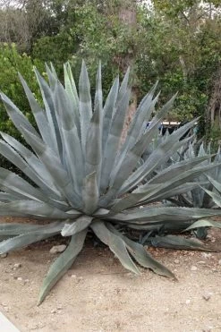 American Agave (Century Plant) - 3 Gallon Pot -Garden & Outdoor Sale Shop agave americana centrury plant 5