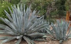 American Agave (Century Plant) - 3 Gallon Pot -Garden & Outdoor Sale Shop agave americana centrury plant 6