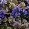 Bronze Beauty Ajuga - Bugleweed - 1 Gallon Pot 1 Bronze Beauty Ajuga - Bugleweed - 1 Gallon Pot -Garden & Outdoor Sale Shop ajuga bronze beauty 28