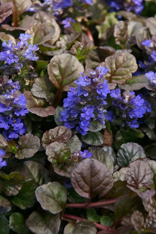 Bronze Beauty Ajuga - Bugleweed - 1 Gallon Pot 3 Bronze Beauty Ajuga - Bugleweed - 1 Gallon Pot