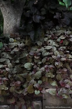Bronze Beauty Ajuga - Bugleweed - 1 Gallon Pot 9 Bronze Beauty Ajuga - Bugleweed - 1 Gallon Pot -Garden & Outdoor Sale Shop ajuga bronze beauty 30