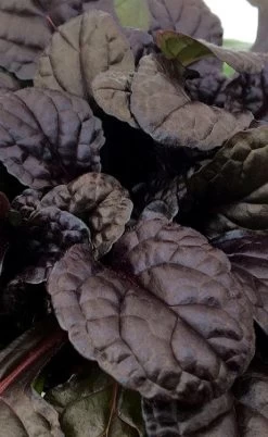 Fierce Falcon Ajuga (Bugleweed) - 5 Pack Of Quart Pots -Garden & Outdoor Sale Shop ajuga fierce falcon 3