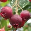 Shadblow Serviceberry Tree (Amelanchier Canadensis) - 3 Gallon Pot -Garden & Outdoor Sale Shop amelanchier arborea shadblow serviceberry berries 2 1