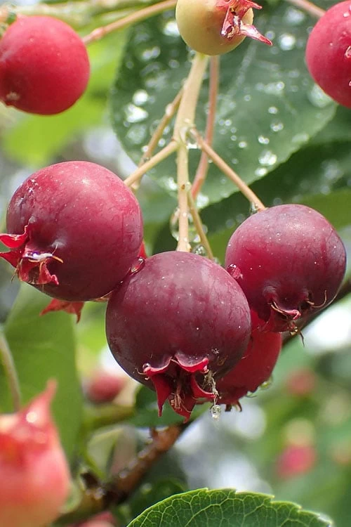 Shadblow Serviceberry Tree (Amelanchier Canadensis) - 3 Gallon Pot 3 Shadblow Serviceberry Tree (Amelanchier Canadensis) - 3 Gallon Pot