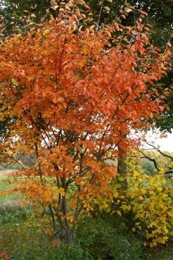 Shadblow Serviceberry Tree (Amelanchier Canadensis) - 5 Gallon Pot -Garden & Outdoor Sale Shop amelanchier arborea shadblow serviceberry fall foliage