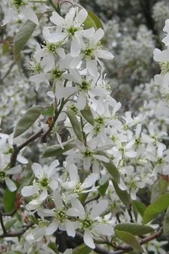 Shadblow Serviceberry Tree (Amelanchier Canadensis) - 3 Gallon Pot 16 Shadblow Serviceberry Tree (Amelanchier Canadensis) - 3 Gallon Pot -Garden & Outdoor Sale Shop amelanchier arborea shadblow serviceberry flowers 4 1