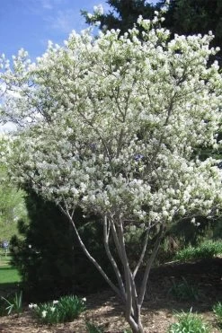 Shadblow Serviceberry Tree (Amelanchier Canadensis) - 3 Gallon Pot 14 Shadblow Serviceberry Tree (Amelanchier Canadensis) - 3 Gallon Pot -Garden & Outdoor Sale Shop amelanchier arborea shadblow serviceberry tree 2 1