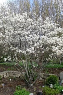 Shadblow Serviceberry Tree (Amelanchier Canadensis) - 3 Gallon Pot 19 Shadblow Serviceberry Tree (Amelanchier Canadensis) - 3 Gallon Pot -Garden & Outdoor Sale Shop amelanchier arborea shadblow serviceberry tree 3 1