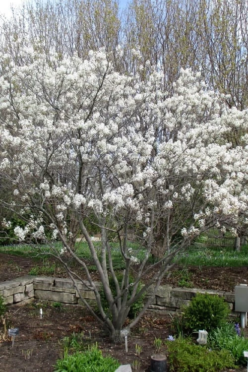 Shadblow Serviceberry Tree (Amelanchier Canadensis) - 3 Gallon Pot 11 Shadblow Serviceberry Tree (Amelanchier Canadensis) - 3 Gallon Pot - Image 9