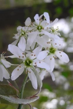 Autumn Brilliance Serviceberry Tree - 7 Gallon Pot (5-6') -Garden & Outdoor Sale Shop amelanchier grandiflora autumn brilliance serviceberry 1