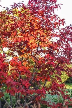 Autumn Brilliance Serviceberry Tree - 7 Gallon Pot (5-6') -Garden & Outdoor Sale Shop amelanchier grandiflora autumn brilliance serviceberry 3