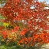Autumn Brilliance Serviceberry Tree - 7 Gallon Pot (5-6') -Garden & Outdoor Sale Shop amelanchier grandiflora autumn brilliance serviceberry 4