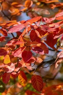 Autumn Brilliance Serviceberry Tree - 7 Gallon Pot (5-6') -Garden & Outdoor Sale Shop amelanchier grandiflora autumn brilliance serviceberry 9