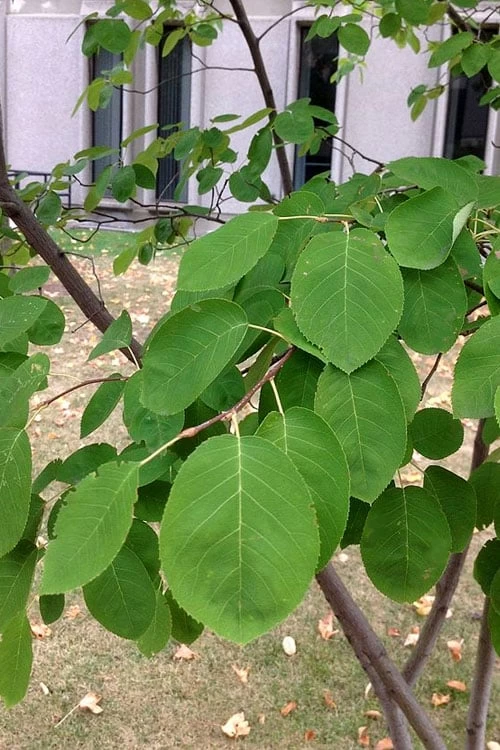 Allegheny Serviceberry Tree (Amelanchier Laevis) - 3 Gallon Pot 9 Allegheny Serviceberry Tree (Amelanchier Laevis) - 3 Gallon Pot - Image 7