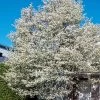 Allegheny Serviceberry Tree (Amelanchier Laevis) - 3 Gallon Pot -Garden & Outdoor Sale Shop amelanchier laevis allegheny serviceberry 5