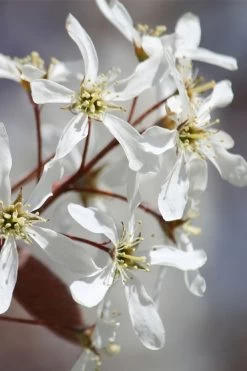 Allegheny Serviceberry Tree (Amelanchier Laevis) - 3 Gallon Pot 17 Allegheny Serviceberry Tree (Amelanchier Laevis) - 3 Gallon Pot -Garden & Outdoor Sale Shop amelanchier laevis allegheny serviceberry 7