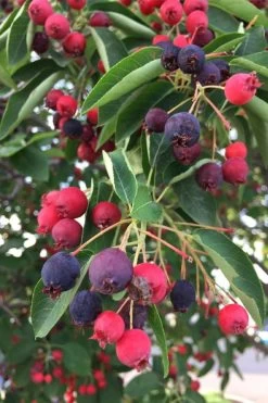 Allegheny Serviceberry Tree (Amelanchier Laevis) - 3 Gallon Pot 14 Allegheny Serviceberry Tree (Amelanchier Laevis) - 3 Gallon Pot -Garden & Outdoor Sale Shop amelanchier laevis allegheny serviceberry 8
