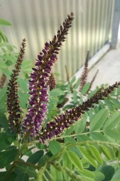 Indigo Bush (Amorpha Fruticosa) - 3 Gallon Pot -Garden & Outdoor Sale Shop amorpha fruticosa indigo bush 10