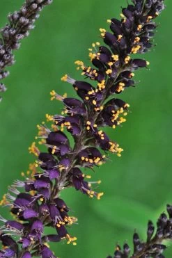 Indigo Bush (Amorpha Fruticosa) - 3 Gallon Pot -Garden & Outdoor Sale Shop amorpha fruticosa indigo bush 11