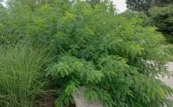 Indigo Bush (Amorpha Fruticosa) - 3 Gallon Pot -Garden & Outdoor Sale Shop amorpha fruticosa indigo bush 14