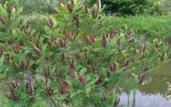 Indigo Bush (Amorpha Fruticosa) - 3 Gallon Pot -Garden & Outdoor Sale Shop amorpha fruticosa indigo bush 15