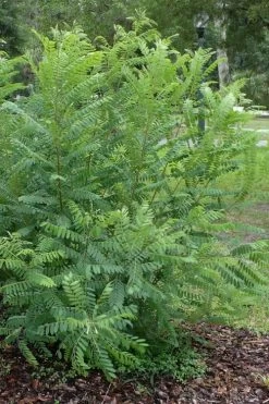 Indigo Bush (Amorpha Fruticosa) - 3 Gallon Pot -Garden & Outdoor Sale Shop amorpha fruticosa indigo bush 19