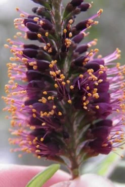 Indigo Bush (Amorpha Fruticosa) - 3 Gallon Pot -Garden & Outdoor Sale Shop amorpha fruticosa indigo bush 2