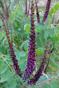 Indigo Bush (Amorpha Fruticosa) - 3 Gallon Pot -Garden & Outdoor Sale Shop amorpha fruticosa indigo bush 5