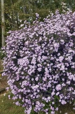 Climbing Aster (Ampelaster Carolianianus) - 1 Gallon Pot -Garden & Outdoor Sale Shop ampelaster carolinianus climbiing aster 1