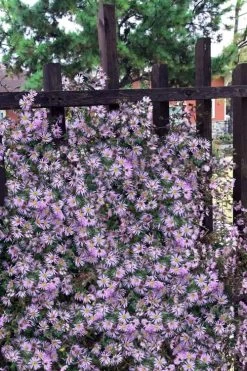 Climbing Aster (Ampelaster Carolianianus) - 1 Gallon Pot -Garden & Outdoor Sale Shop ampelaster carolinianus climbiing aster 11