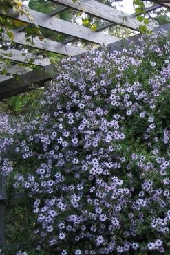 Climbing Aster (Ampelaster Carolianianus) - 1 Gallon Pot -Garden & Outdoor Sale Shop ampelaster carolinianus climbiing aster 4