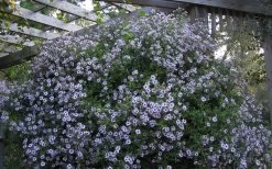 Climbing Aster (Ampelaster Carolianianus) - 1 Gallon Pot -Garden & Outdoor Sale Shop ampelaster carolinianus climbiing aster 5