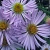 Climbing Aster (Ampelaster Carolianianus) - 1 Gallon Pot -Garden & Outdoor Sale Shop ampelaster carolinianus climbiing aster 6
