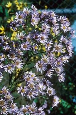 Climbing Aster (Ampelaster Carolianianus) - 1 Gallon Pot -Garden & Outdoor Sale Shop ampelaster carolinianus climbiing aster 7