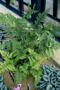 Shiny Bristle Fern - 6 Pack Of 1 Gallon Pots -Garden & Outdoor Sale Shop arachnoides davalliaeformis shiny bristle fern 4