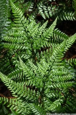 Shiny Bristle Fern - 6 Pack Of 1 Gallon Pots