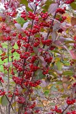 Brilliantissima Aronia (Red Chokeberry) - 3 Gallon Pot 13 Brilliantissima Aronia (Red Chokeberry) - 3 Gallon Pot -Garden & Outdoor Sale Shop aronia arbutifolia brilliantissima red chokeberry 2