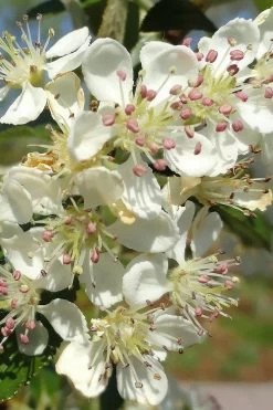 Brilliantissima Aronia (Red Chokeberry) - 3 Gallon Pot 12 Brilliantissima Aronia (Red Chokeberry) - 3 Gallon Pot -Garden & Outdoor Sale Shop aronia arbutifolia brilliantissima red chokeberry 5