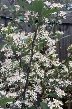 Brilliantissima Aronia (Red Chokeberry) - 3 Gallon Pot 15 Brilliantissima Aronia (Red Chokeberry) - 3 Gallon Pot -Garden & Outdoor Sale Shop aronia arbutifolia brilliantissima red chokeberry 8