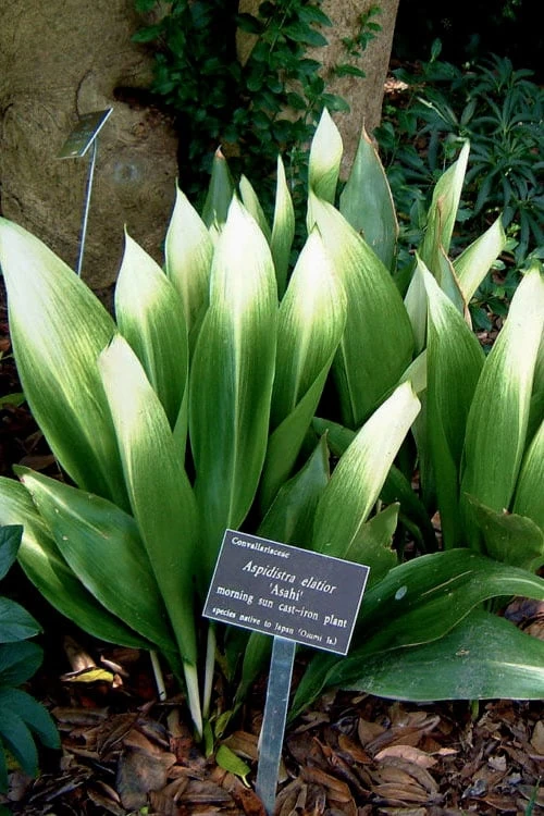 Morning Sun Cast Iron Plant (Aspidistra Elatior 'Asahi') - 3 Gallon Pot 3 Morning Sun Cast Iron Plant (Aspidistra Elatior 'Asahi') - 3 Gallon Pot
