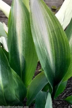 Morning Sun Cast Iron Plant (Aspidistra Elatior 'Asahi') - 3 Gallon Pot 10 Morning Sun Cast Iron Plant (Aspidistra Elatior 'Asahi') - 3 Gallon Pot -Garden & Outdoor Sale Shop aspidistra elatior asahi rising sun cast iron plant 4