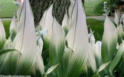 Snowcap Cast Iron Plant (Aspidistra Elatior 'Snowcap') - 3 Gallon Pot -Garden & Outdoor Sale Shop aspidistra elatior snow cap cast iron plant 2